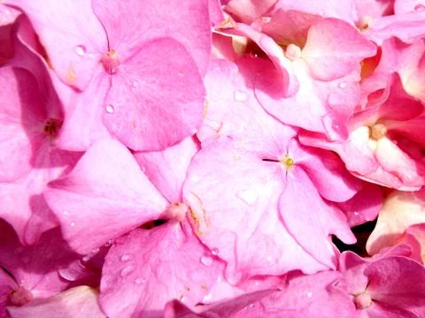 Hydrangeas Flowers Stock Photos