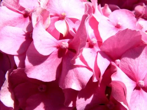 Hydrangeas Flowers Stock Photos