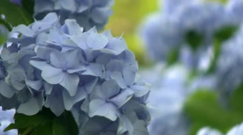 Hydrangeas Stock Footage 12250397