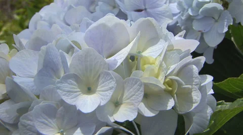 Hydrangeas Stock Footage 32202181