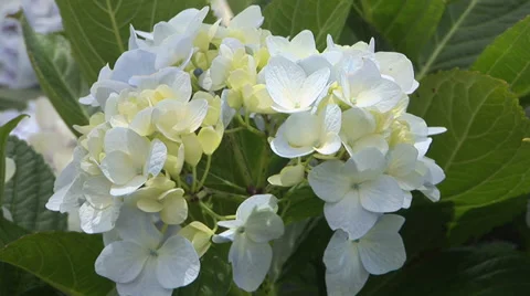 Hydrangeas Stock Footage 32202278