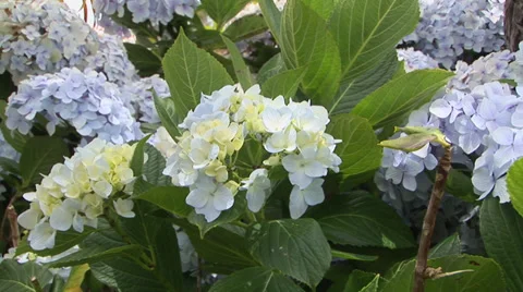 Hydrangeas Stock Footage 32202597