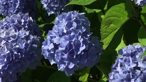 Hydrangeas 動画素材 72572070
