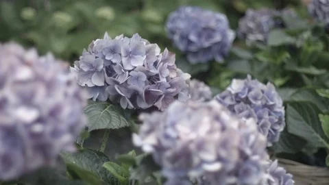 Hydrangeas Stock Footage 83318133