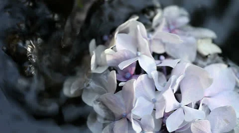 Hydrangeas in fountain Stock Footage 25471264
