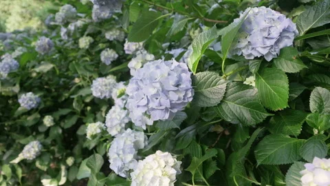 Hydrangeas in full bloom. Summer flowers. Stock Footage 309742806