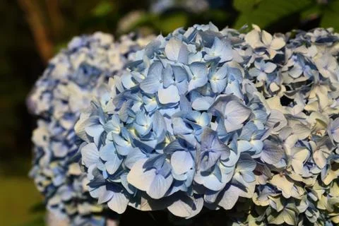 Hydrangeas in full sun Stock Photos