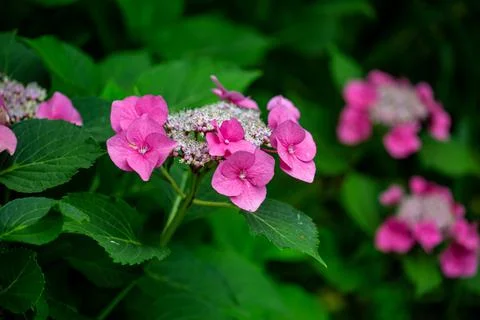 Hydrangeas in a garden different varieties. Stock Photos