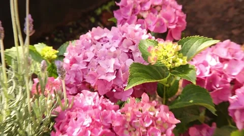 Hydrangeas in the garden Stock Footage 51536559
