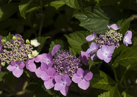 Hydrangeas in the garden Stock Photos