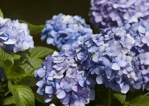 Hydrangeas in the garden Stock Photos