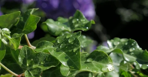 Hydrangeas - hortênsias Stock Footage 77027180