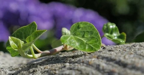Hydrangeas - hortênsias Stock Footage 77027181