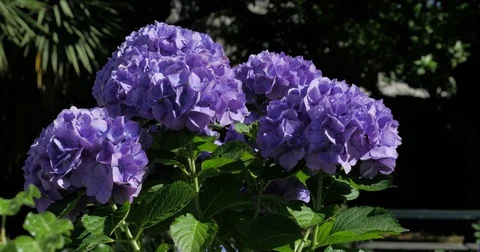 Hydrangeas - hortênsias 스톡 동영상 77027182