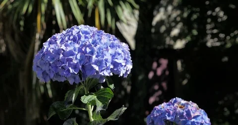 Hydrangeas - hortênsias Stock Footage 77027184