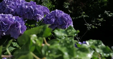 Hydrangeas - hortênsias Stock Footage 77027185