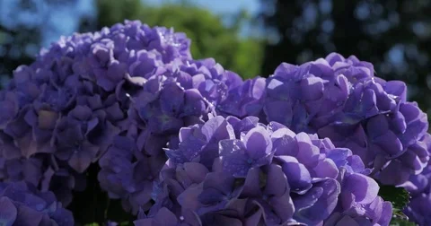 Hydrangeas - hortênsias Stock Footage 77027186