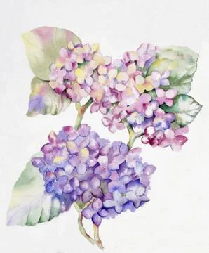 Hydrangeas Stock Illustration