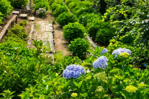 Hydrangeas in Japan Stock Photos