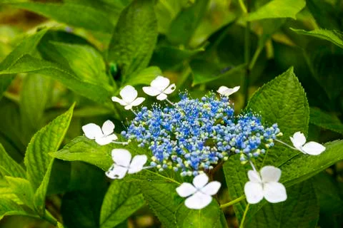 Hydrangeas in Japan Stock Photos