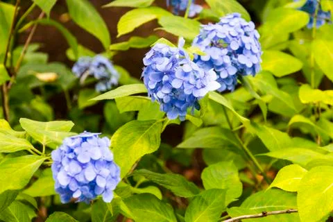 Hydrangeas in Japan Stock Photos