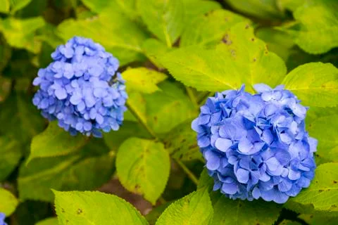 Hydrangeas in Japan Stock Photos