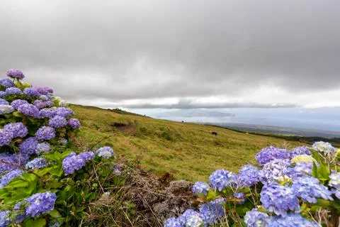 Hydrangeas on Mount Pico Stock Photos