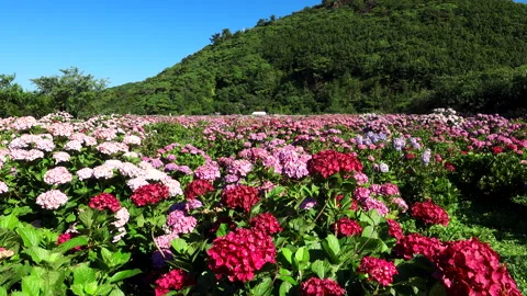 The Hydrangeas of Paradise Cape Stock Footage 332204150