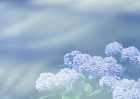 Hydrangeas Stock Photos