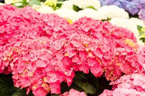 Hydrangeas Stock Photos