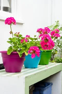 Hydrangeas Stock Photos