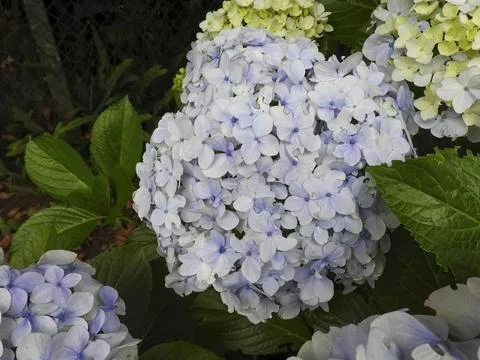Hydrangeas Stock Photos