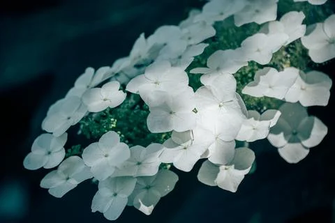 Hydrangeas Stock Photos