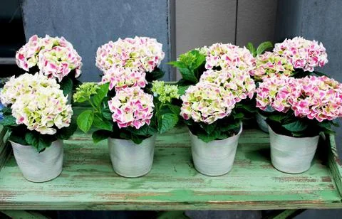 Hydrangeas in Pots on a Table Stock Photos