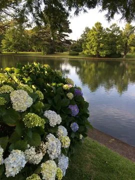 Hydrangeas at Serene Lakeside Park Stock Photos