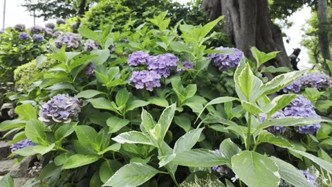 Hydrangeas Swaying in Breeze Stock Footage 319006346