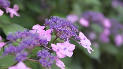 Hydrangeas at Tonboike Park Video stock 332803497