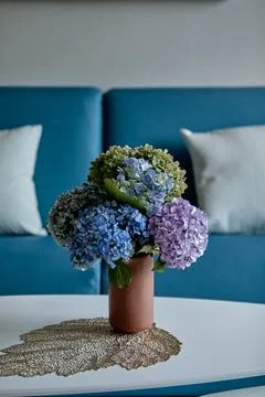 Hydrangeas in vase on table with blue sofa background. Stock Photos