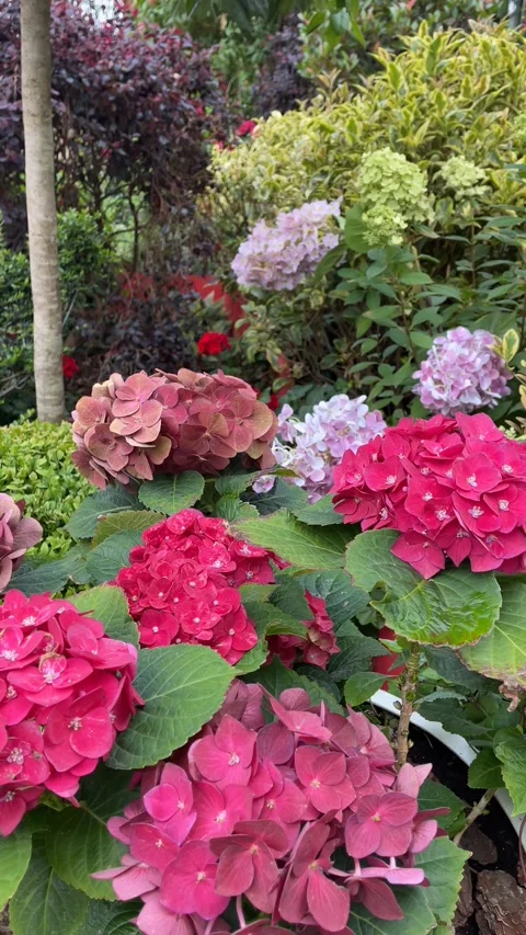 Hydrangeas in vibrant colors in garden setting with lush foliage, ideal for.. Stock Footage 311396326