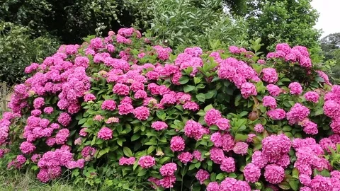 Hydrangeas on a windy summers day,  UK Stock Footage 80192335