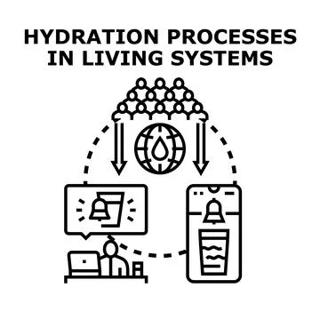Hydration processes in living systems concept vector Stock Illustration