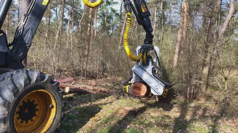 Hydraulic arm and integrated chain saw on a tractor cuts the trees Stock Footage 217827769