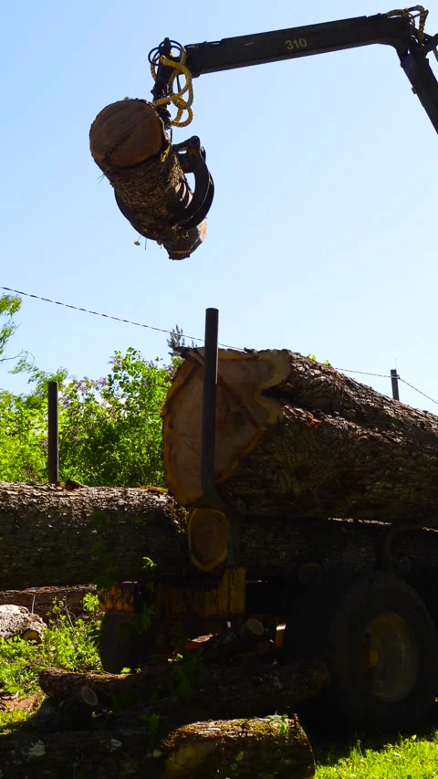 Hydraulic Crane Arm Loading Freshly Cut Logs onto a Truck Vidéo 336652580