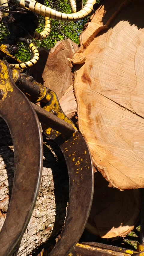 Hydraulic logging crane arm grabbing a heavy tree trunk Vidéo 342528851