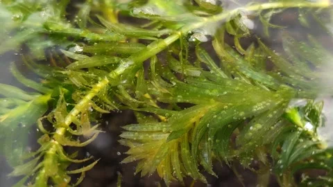 Hydrilla verticillata pearling process 스톡 동영상 329460035