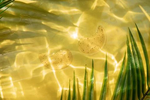 Hydro gel eye patch on yellow background with palm leaves and water highlight Stock Photos