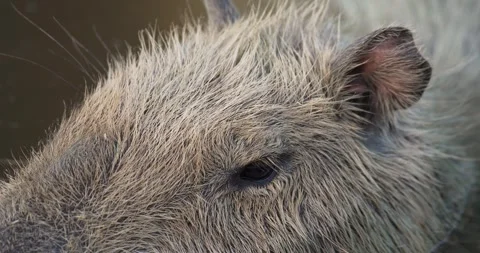 Hydrochoerus hydrochaeris face. Stock Footage 287689044