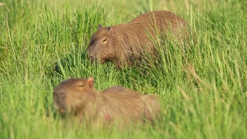 Hydrochoerus hydrochaeris Pair Resting and Yawning in Tall Grassland 库存影片 340855406