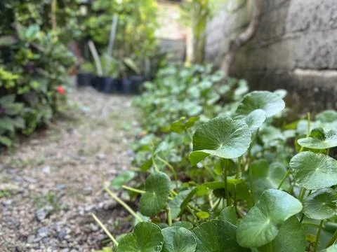 Hydrocotyle verticillata Stock Photos
