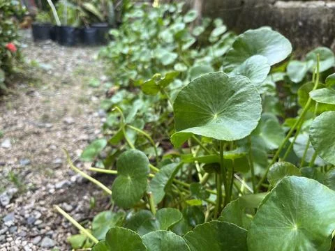 Hydrocotyle verticillata Stock Photos